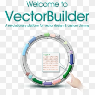 Vectorbuilder In 99 Seconds - Circle Clipart