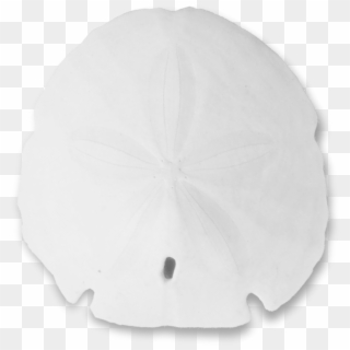 Png Black And White Transparent Ⓒ - Sand Dollar Clipart