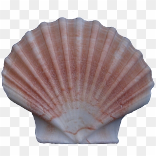 Cockle Conchology Seashell - Shell Clipart