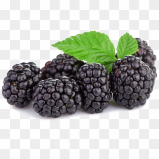Triple Crown Blackberries - Transparent Boysenberry Png Clipart