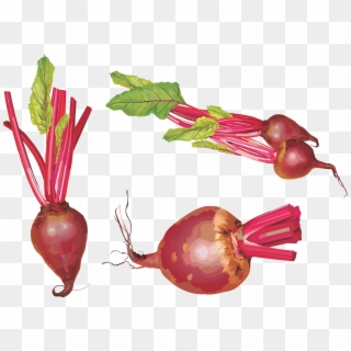 Beet Png Clipart
