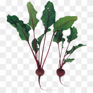 Beet Png - Beet Plant Png Clipart