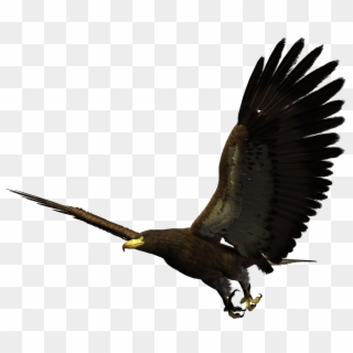 Bald Eagle Bird Flight - Eagle Flying Png Clipart