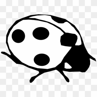 Ladybug Clipart Line - Real Ladybugs Black And White - Png Download