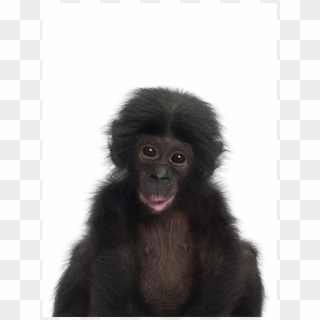 Baby Chimpansee Clipart