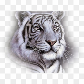 White Tiger Face Throw Blanket , Png Download Clipart
