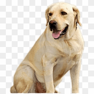 Golden Retriever Clipart Transparent - Dog Png Hd