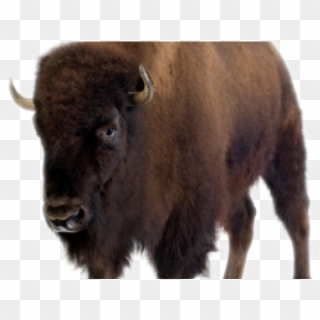 Buffalo With A White Background Clipart