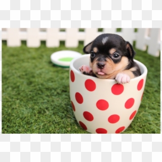 Cute Little Puppies - Puppy In A Teacup Clipart