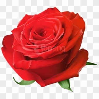 Free Png Red Rose Transparent Png Images Transparent - Blue Rose Transparent Clipart