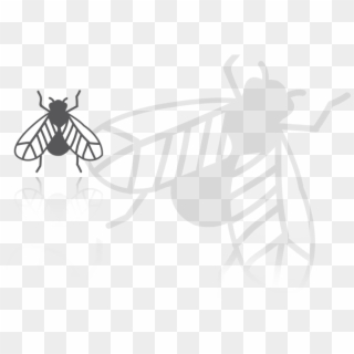 Insect Caron - Insects - Illustration Clipart