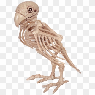 Skeleton Parrot - Parrot Skeleton Clipart