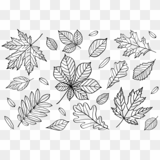 Medium Image - Fall Leaves Outline Clipart - Png Download