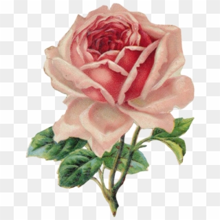 Download File - Vintage Rose Clipart - Png Download