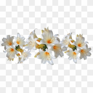 Lilies White Belladonna Easter Lilies Flowers - Lily Clipart