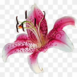 Stargazer Lily Clipart - Tiger Lily No Background - Png Download