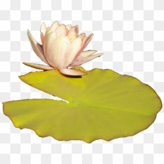Lilly Pad Png - Transparent Lily Pad Png Clipart