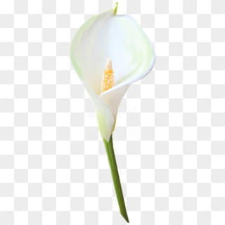 Free Png Download Transparent Calla Lily Flower Png - White Calla Lilies Transparent Clipart
