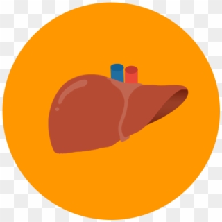 Liver Png - Liver Icon Png Clipart