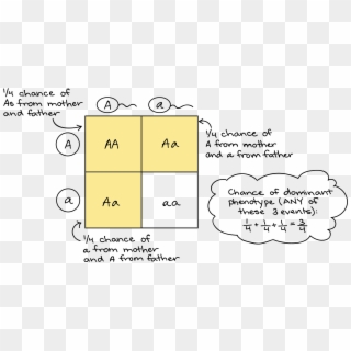 Monohybrid Squares Khan Academy - Punnett Square Clipart