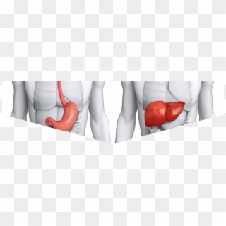 Liver Png Clipart