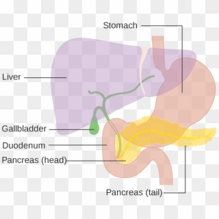 Liver Diagram - - Gall Bladder Creative Commons Clipart