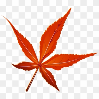 Transparent Leaf Red - Maple Leaf Clipart