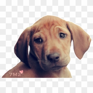 Sad Dog Minecraft Pixel Art Clipart 1314967 Pikpng - sad dog roblox