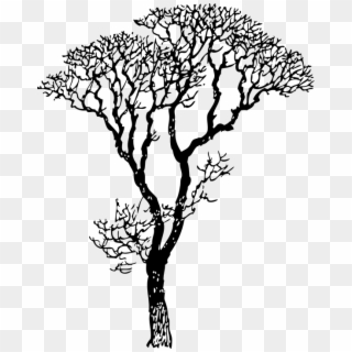 Deciduous Deciduous Tree Tree Tree Branches - Tree Black And White Clipart