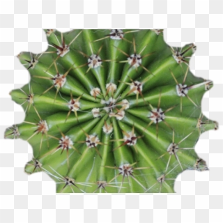 Cactus Clipart Texture - Cactus Plants Top View - Png Download