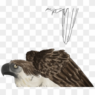 Original - Art Drawing Of Philippine Eagle Clipart