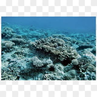 Substrate Coating Corals On The Reef Honden, Depth - Marine Biology Clipart