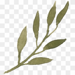 What Does That Brush Do - Olive Leaves Png Clipart
