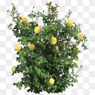 Róże Png - Yellow Rose Bush Png Clipart