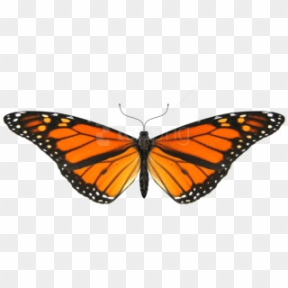Free Png Download Butterfly Small Wings Png Images - Monarch Butterfly Transparent Background Clipart