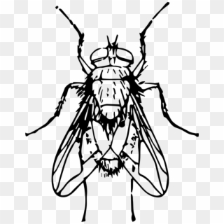 Drawing Line Art Insect Fly Blow Flies - Blow Fly Clip Art - Png Download