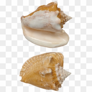 Milk Conch Shell Seashell 5-6" , Png Download - Shell Clipart