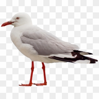 Download Png Image Report - Seagull Png Clipart