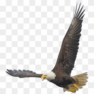 Bald Eagle Bald Eagle - Bald Eagle Clipart