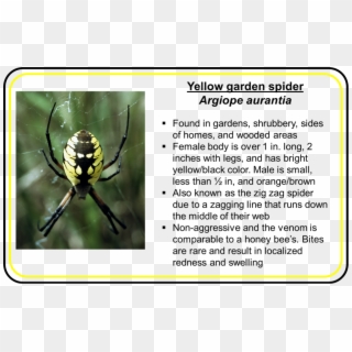 Big Spiders And Why They're Helpful - Yellow Garden Spider Clipart