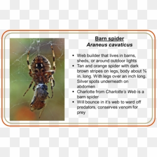 They Are All Quick To Run From Humans And Will Only - Barn Spider Life Cycle Clipart
