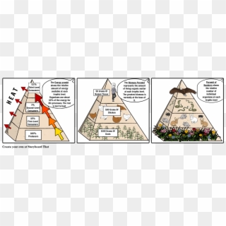 Ecological Pyramids Clipart