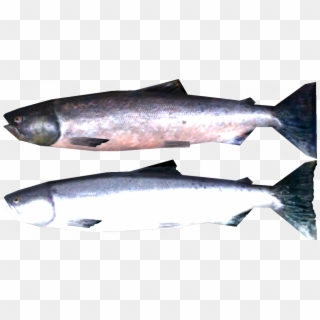 Salmon - Skyrim Salmon Clipart