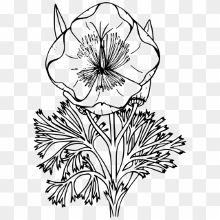 Poppy Outline Drawing At Getdrawings - Wildflower Png Black And White Clipart