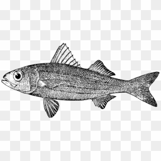 Salmon 09777 Fish Products Cod Sardine - Mullet Clipart