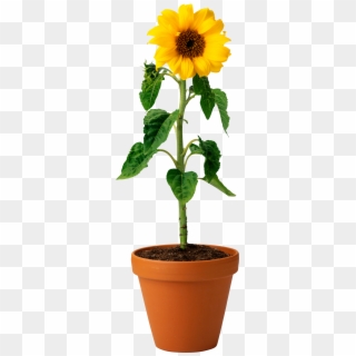 Sunflower In Pot - Sunflower In A Pot Png Clipart