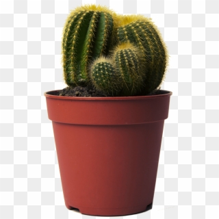 Cactus In Pot Png , Png Download Clipart