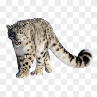 Snow Leopard Png Clipart