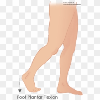Plantar Flexion Of The Foot 4 - Foot In Plantar Flexion Clipart