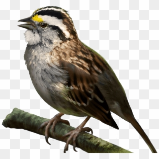 Sparrow Bird Png Picture - White Throated Sparrow Png Clipart
